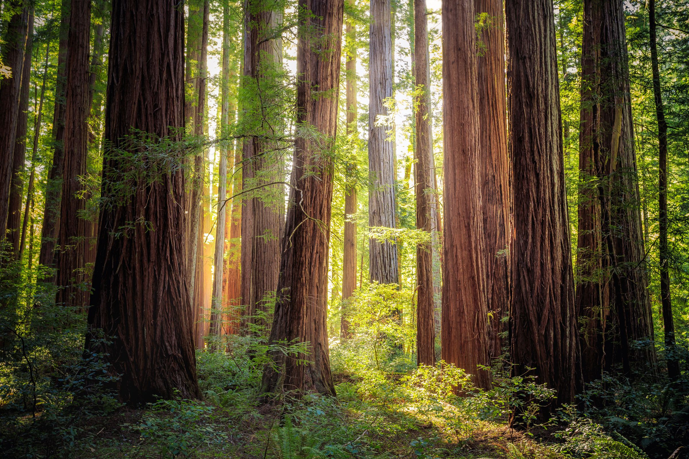Sunlight through a stand of tall evergreen trees